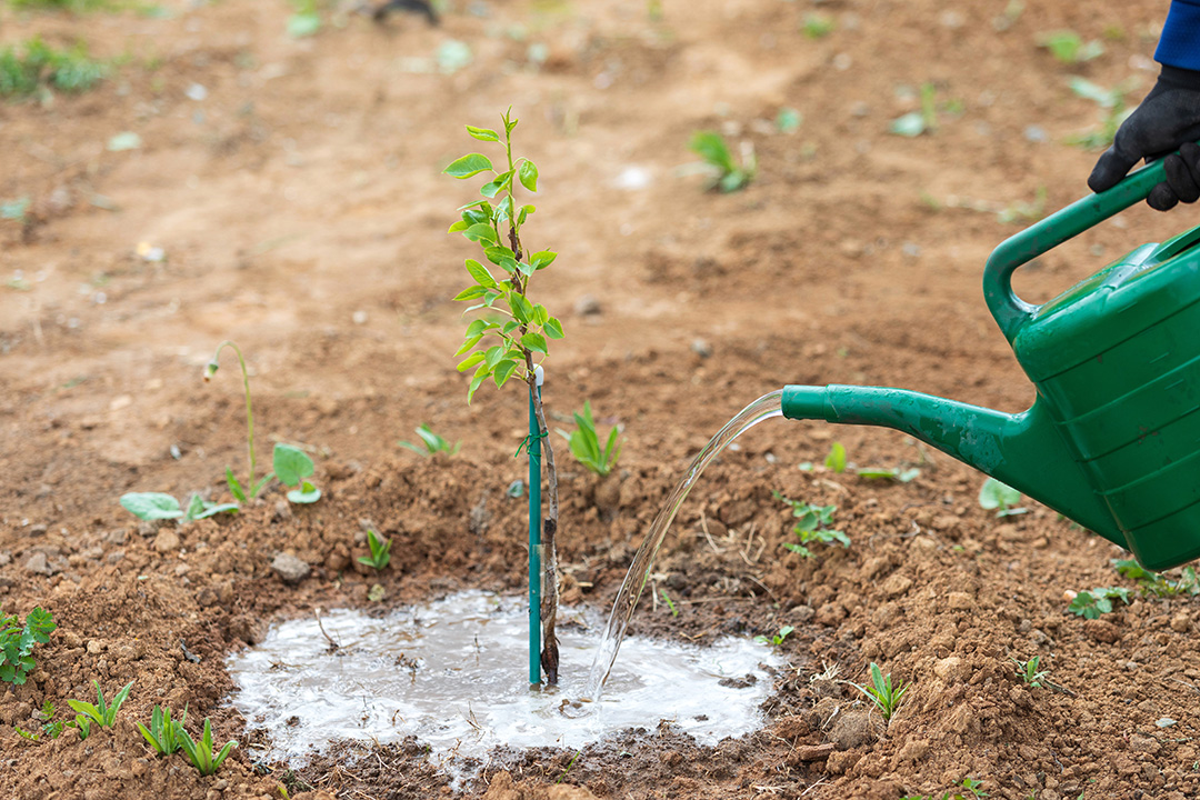 A pear tree sapling being watered